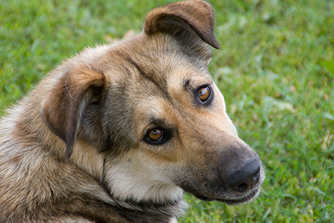 Companion Animal Planning